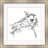 Framed Simple Songbird Sketches I