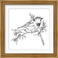 Framed 'Simple Songbird Sketches I' border=