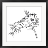 Framed 'Simple Songbird Sketches I' border=