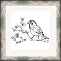 Framed Simple Songbird Sketches II