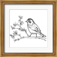 Framed Simple Songbird Sketches II