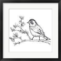 Framed Simple Songbird Sketches II