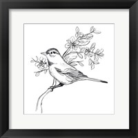 Framed Simple Songbird Sketches III