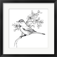 Framed 'Simple Songbird Sketches III' border=