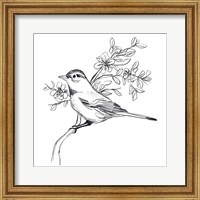 Framed Simple Songbird Sketches III