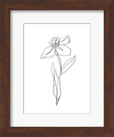 Framed Simple Daffodil II