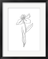 Framed Simple Daffodil II