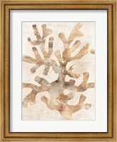 Framed Parchment Coral I