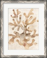 Framed Parchment Coral I