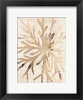 Framed Parchment Coral II