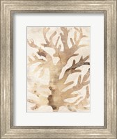 Framed Parchment Coral III
