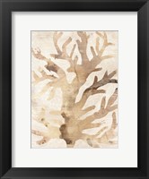 Framed Parchment Coral III