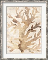 Framed Parchment Coral III