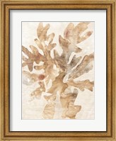 Framed Parchment Coral IV
