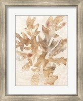 Framed Parchment Coral IV