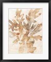 Parchment Coral IV Framed Print