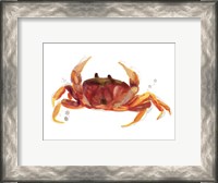 Framed Crab Cameo III