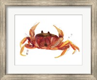 Framed Crab Cameo III