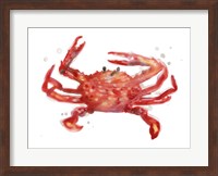 Framed Crab Cameo IV
