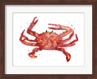 Framed Crab Cameo IV