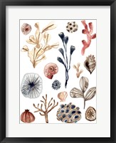 Ocean Assortment I Framed Print