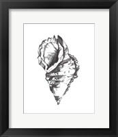 Framed Seashell Study I