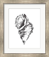 Framed Seashell Study I