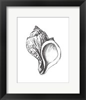 Framed Seashell Study II