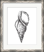 Framed Seashell Study III