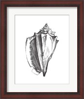 Framed Seashell Study IV