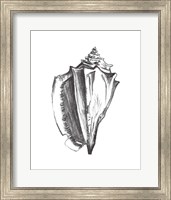 Framed Seashell Study IV