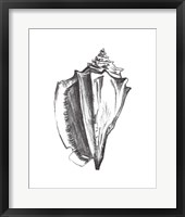 Seashell Study IV Framed Print