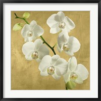 Framed Orchids on a Golden Background I