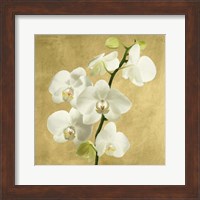 Framed Orchids on a Golden Background II