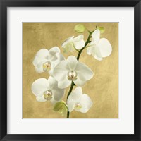 Framed 'Orchids on a Golden Background II' border=