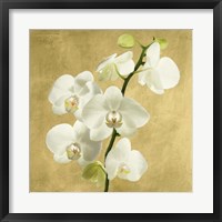 Framed 'Orchids on a Golden Background II' border=