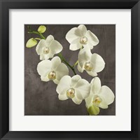 Framed Orchids on Grey Background I