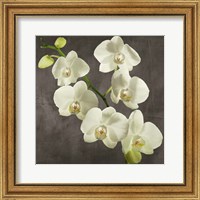 Framed 'Orchids on Grey Background I' border=