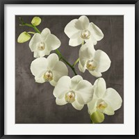 Framed Orchids on Grey Background I