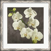 Framed Orchids on Grey Background I