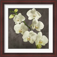 Framed 'Orchids on Grey Background I' border=