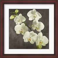 Framed Orchids on Grey Background I