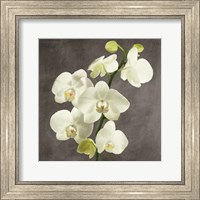 Framed Orchids on Grey Background II