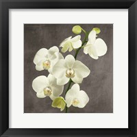 Framed Orchids on Grey Background II