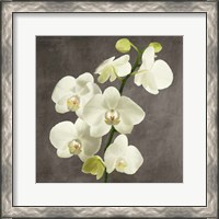 Framed 'Orchids on Grey Background II' border=