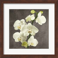 Framed 'Orchids on Grey Background II' border=
