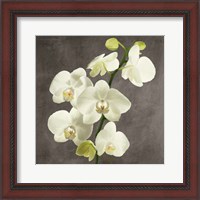 Framed 'Orchids on Grey Background II' border=