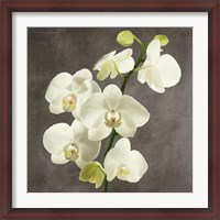 Framed Orchids on Grey Background II