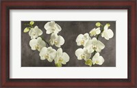 Framed Orchids on Grey Background