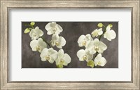 Framed Orchids on Grey Background